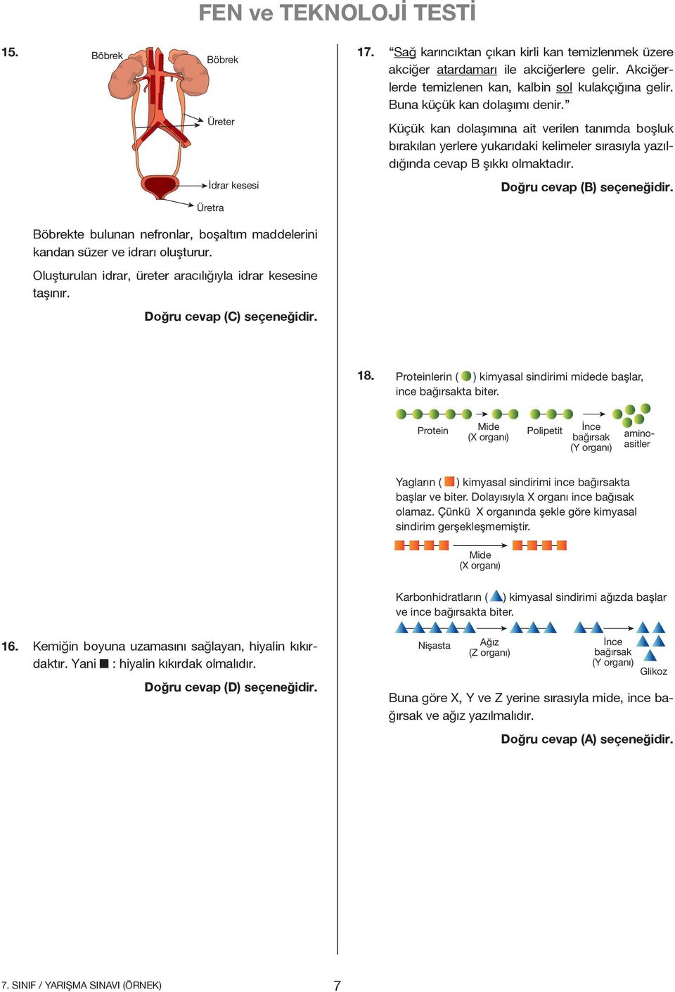 İdrar kesesi Üretra öbrekte bulunan nefronlar, boşaltım maddelerini kandan süzer ve idrarı oluşturur. Oluşturulan idrar, üreter aracılığıyla idrar kesesine taşınır. 18.