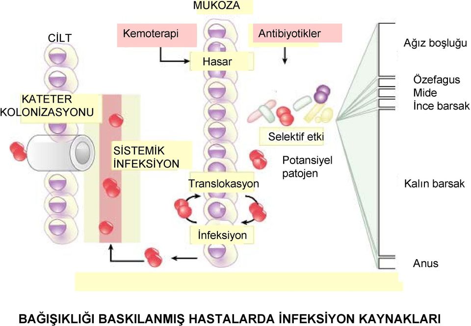 Translokasyon Selektif etki Potansiyel patojen Kalın barsak