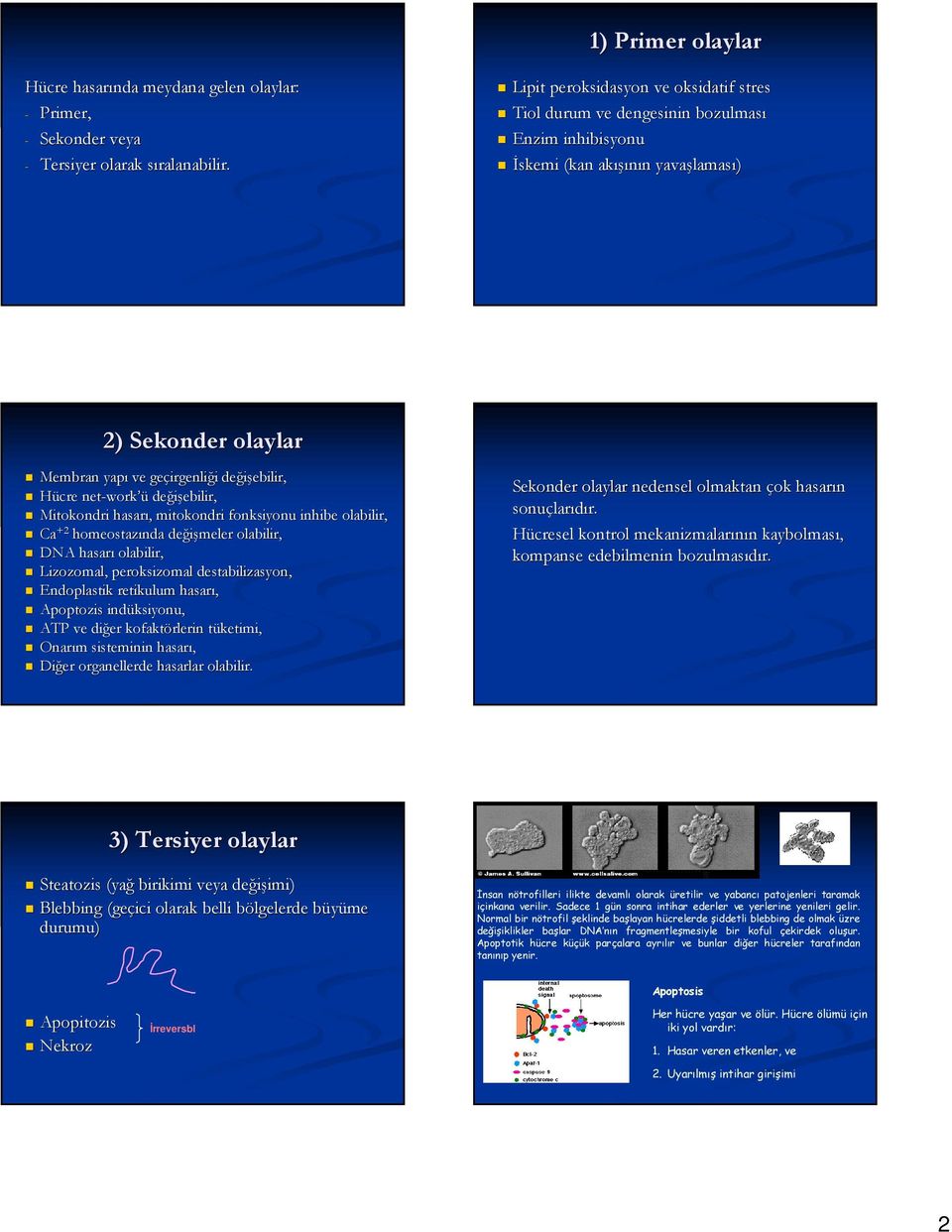 hasarı,, mitokondri fonksiyonu inhibe olabilir, Ca +2 homeostazında değişmeler olabilir, DNA hasarı olabilir, Lizozomal, peroksizomal destabilizasyon, Endoplastik retikulum hasarı, Apoptozis