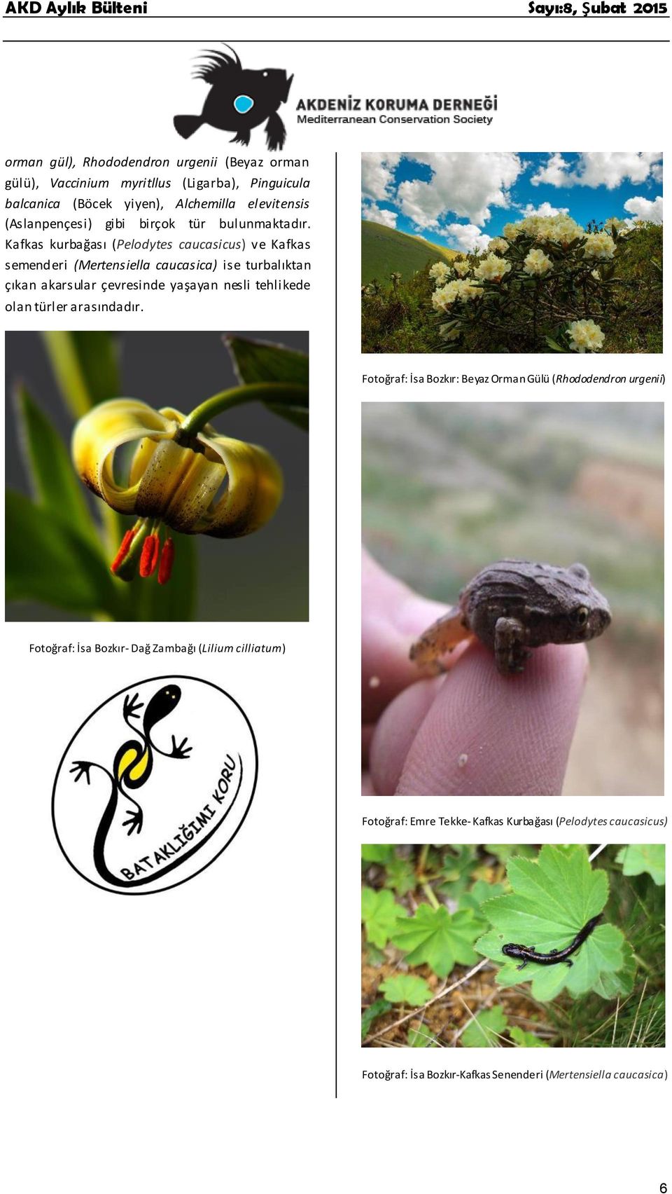 Kafkas kurbağası (Pelodytes caucasicus) ve Kafkas semenderi (Mertensiella caucasica) ise turbalıktan çıkan akarsular çevresinde yaşayan nesli tehlikede