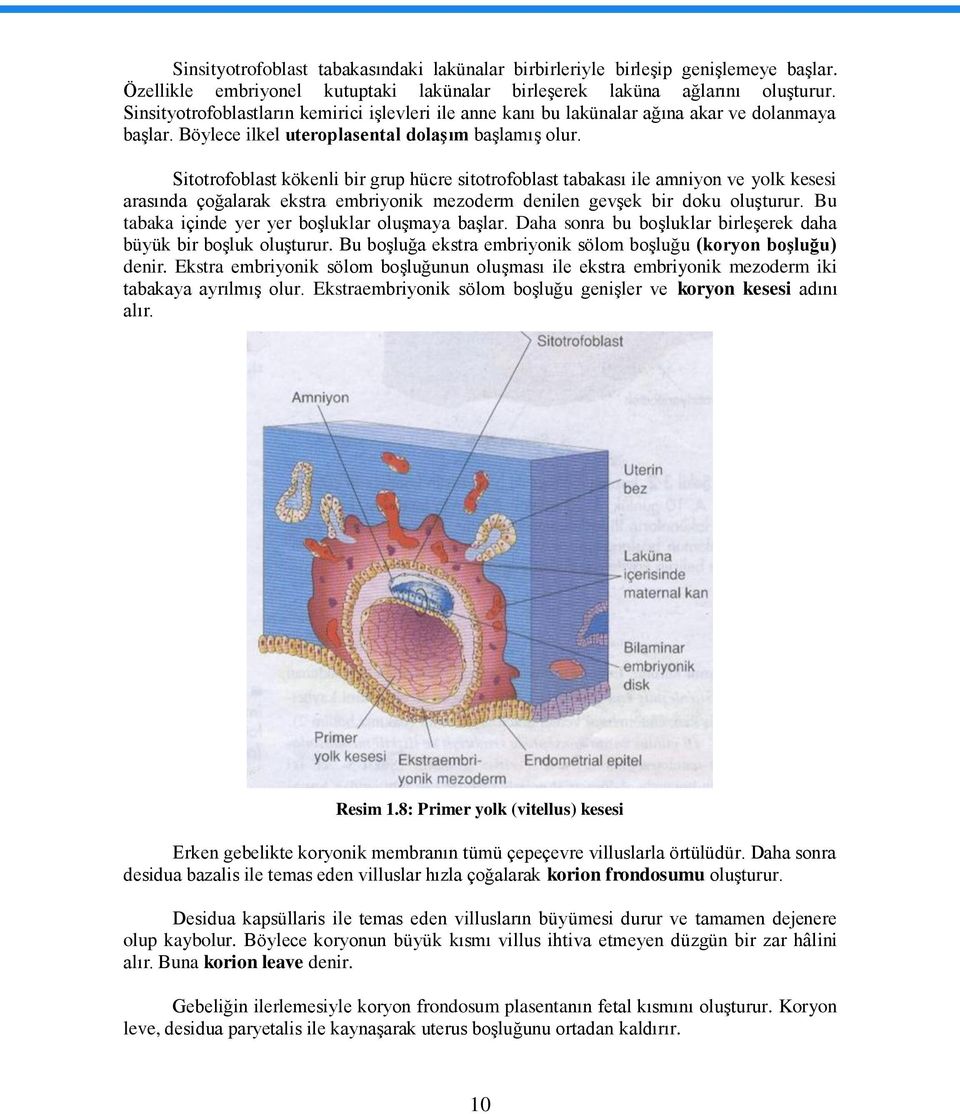 Sitotrofoblast kökenli bir grup hücre sitotrofoblast tabakası ile amniyon ve yolk kesesi arasında çoğalarak ekstra embriyonik mezoderm denilen gevģek bir doku oluģturur.