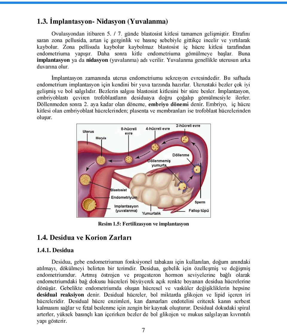 Zona pellisuda kaybolur kaybolmaz blastosist iç hücre kitlesi tarafından endometriuma yapıģır. Daha sonra kitle endometriuma gömülmeye baģlar. Buna implantasyon ya da nidasyon (yuvalanma) adı verilir.