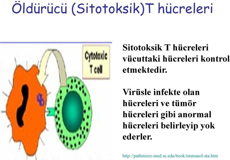 Virüsle infekte olan hücreleri ve tümör hücreleri gibi