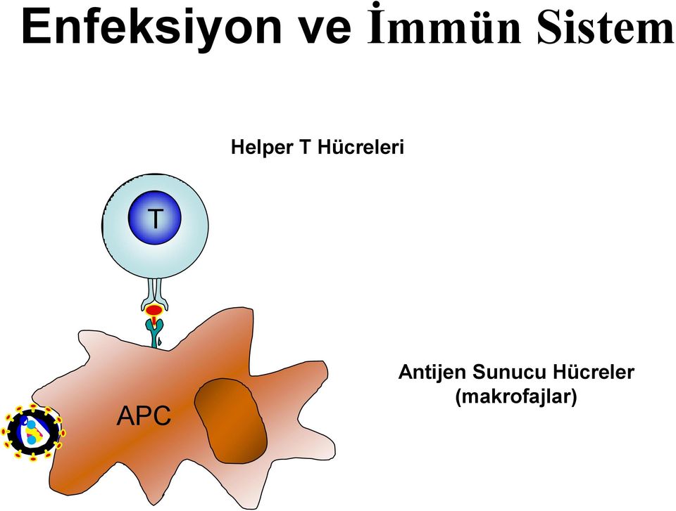 Hücreleri T APC