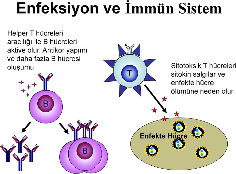 Antikor yapımı ve daha fazla B hücresi oluşumu B T