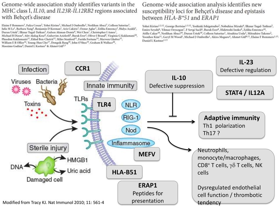 Nat Immunol 2010; 11: 561-4 HLA-B51 MEFV ERAP1 Peptides for presentation Neutrophils,