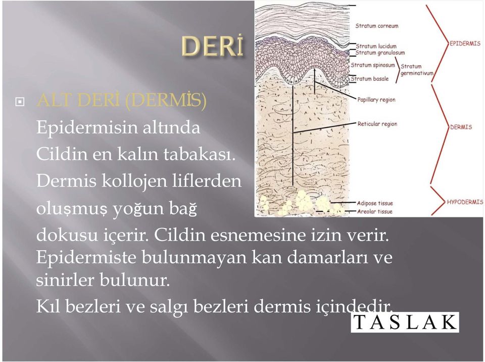 Cildin esnemesine izin verir.