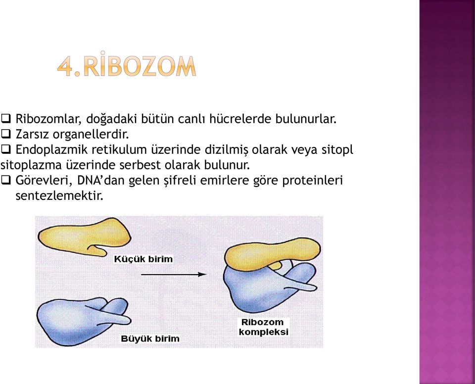 Endoplazmik retikulum üzerinde dizilmiş olarak veya sitopl