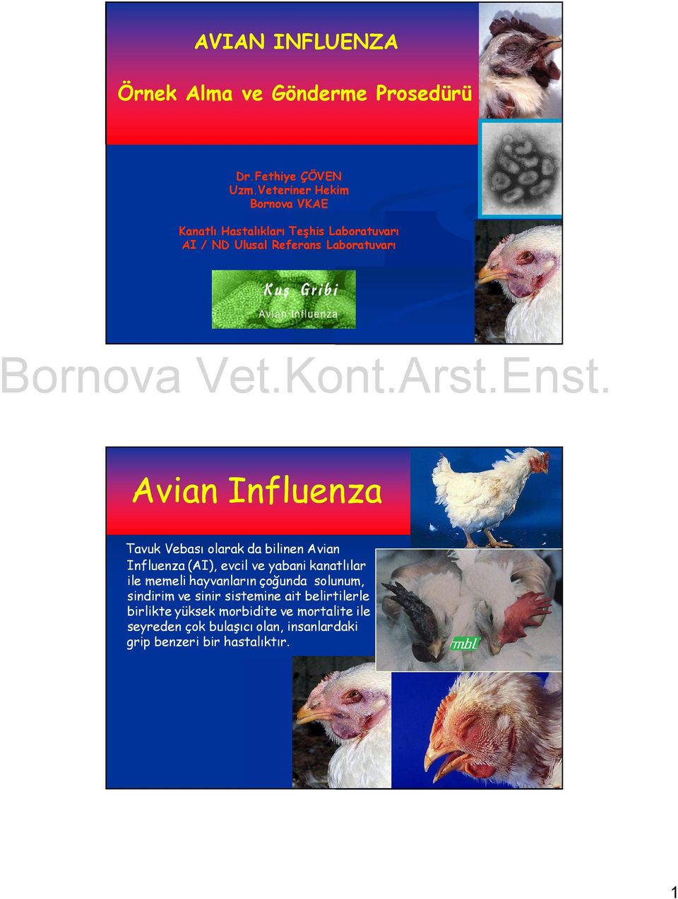 Influenza Tavuk Vebası larak da bilinen Avian Influenza (AI), evcil ve yabani kanatlılar ile memeli hayvanların