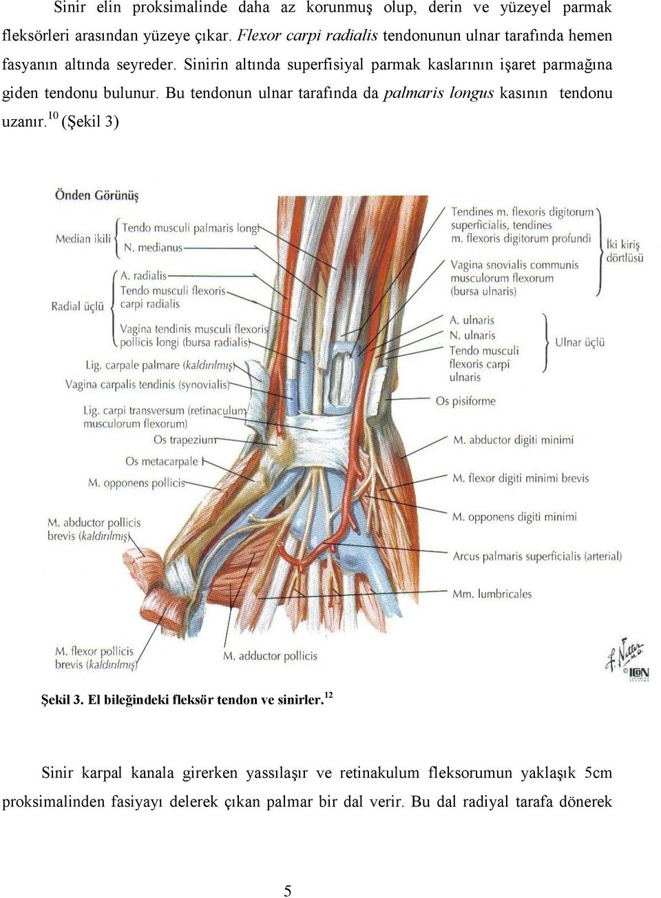 Sinirin altında superfisiyal parmak kaslarının işaret parmağına giden tendonu bulunur.