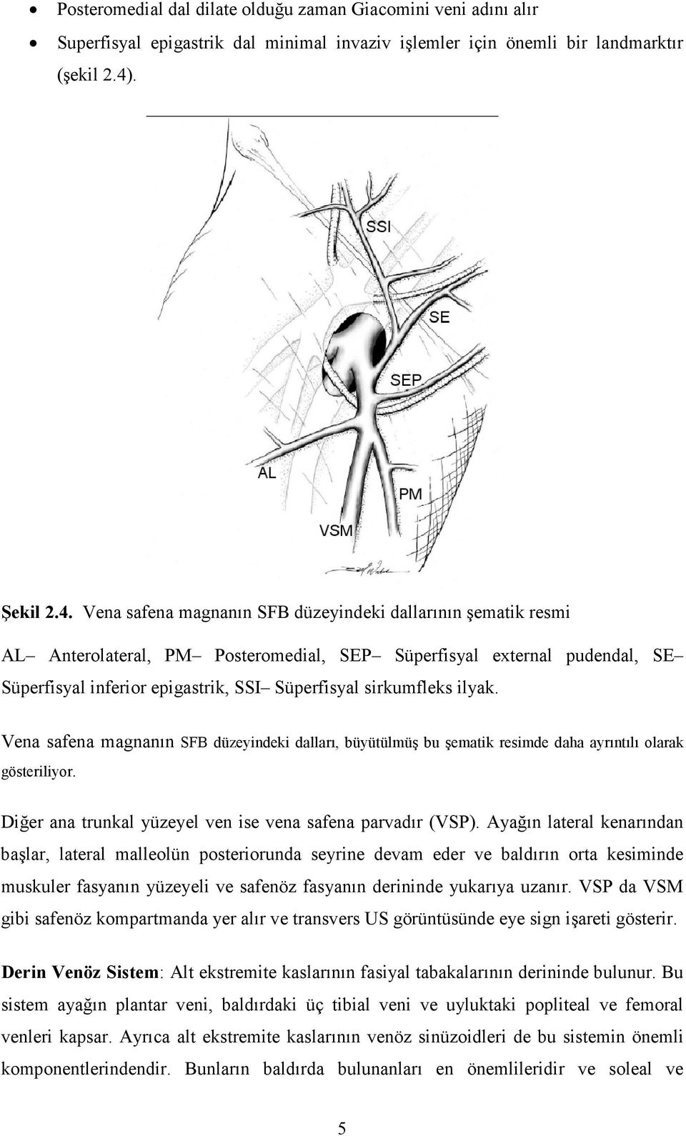 Vena safena magnanın SFB düzeyindeki dallarının şematik resmi ericialastricicial circumflex iliac AL Anterolateral, PM Posteromedial, SEP Süperfisyal external pudendal, SE Süperfisyal inferior