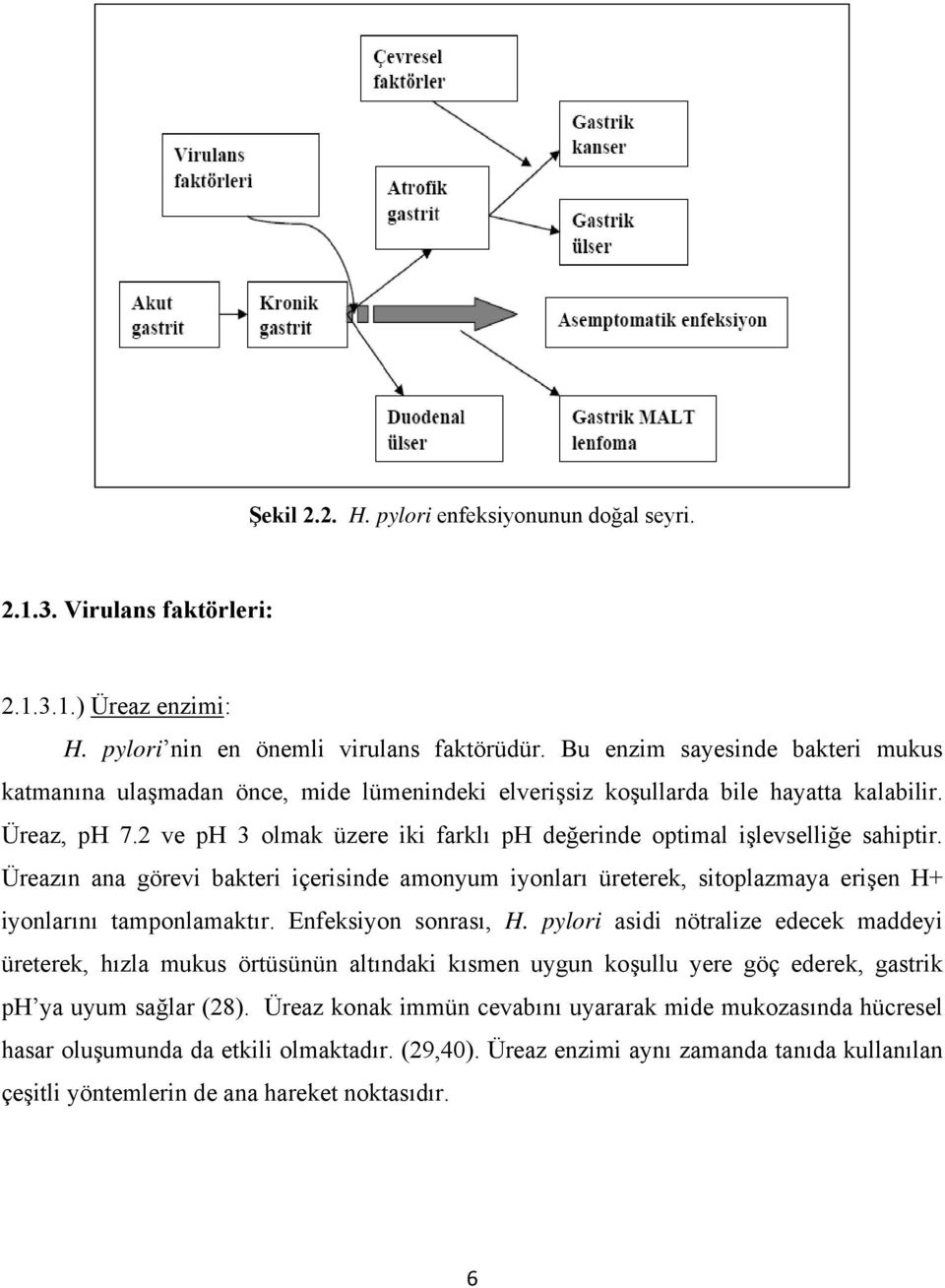 2 ve ph 3 olmak üzere iki farklı ph değerinde optimal işlevselliğe sahiptir. Üreazın ana görevi bakteri içerisinde amonyum iyonları üreterek, sitoplazmaya erişen H+ iyonlarını tamponlamaktır.