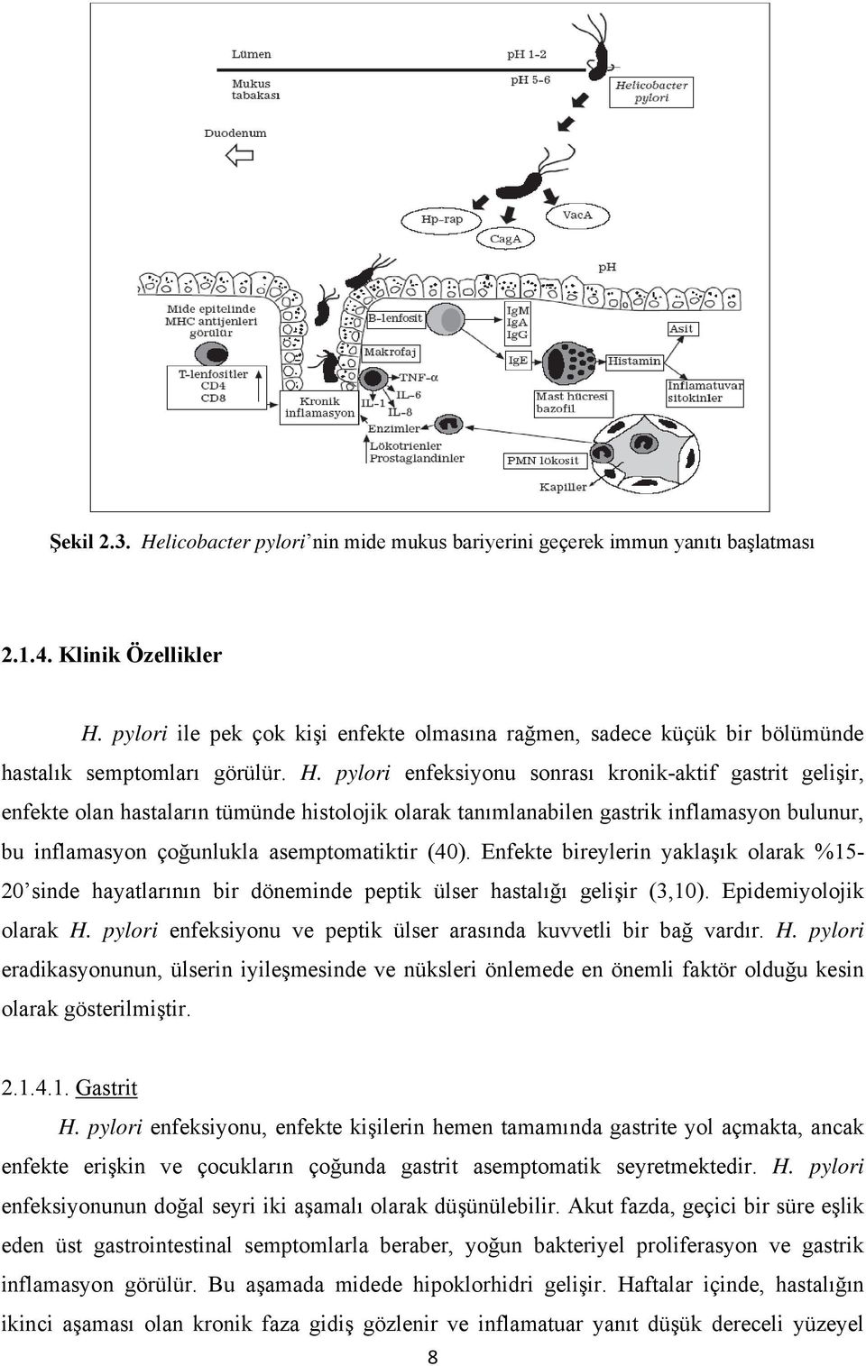 pylori enfeksiyonu sonrası kronik-aktif gastrit gelişir, enfekte olan hastaların tümünde histolojik olarak tanımlanabilen gastrik inflamasyon bulunur, bu inflamasyon çoğunlukla asemptomatiktir (40).