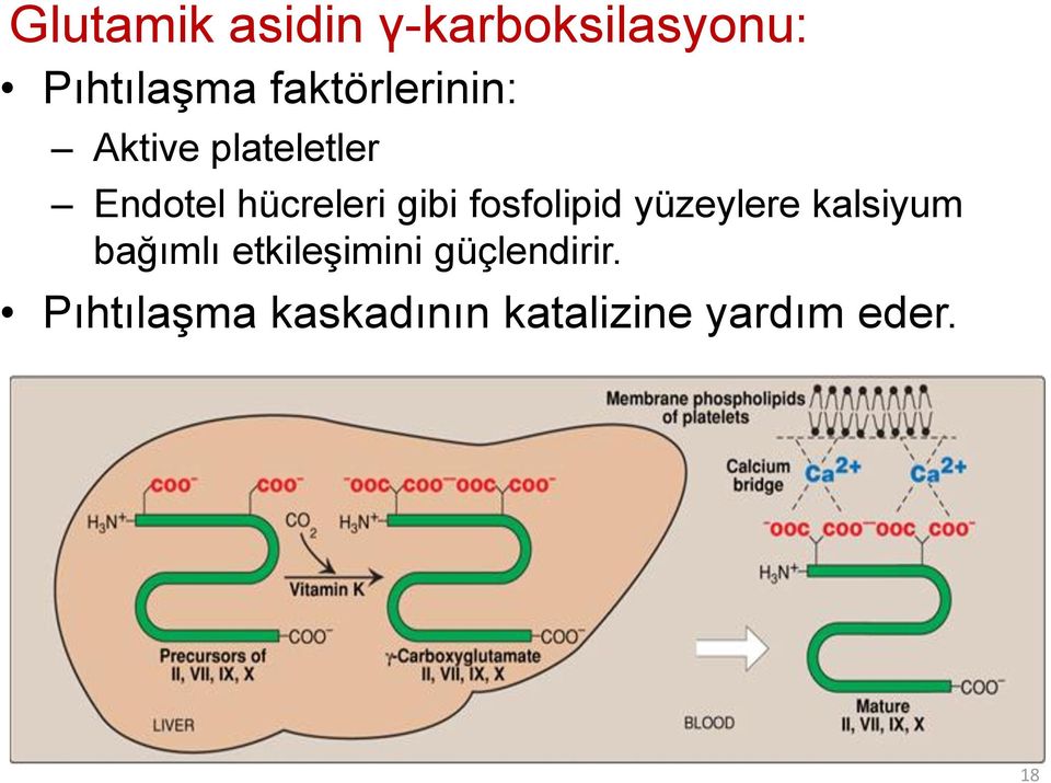 gibi fosfolipid yüzeylere kalsiyum bağımlı