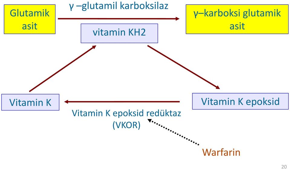 Vitamin K Vitamin K epoksid redüktaz