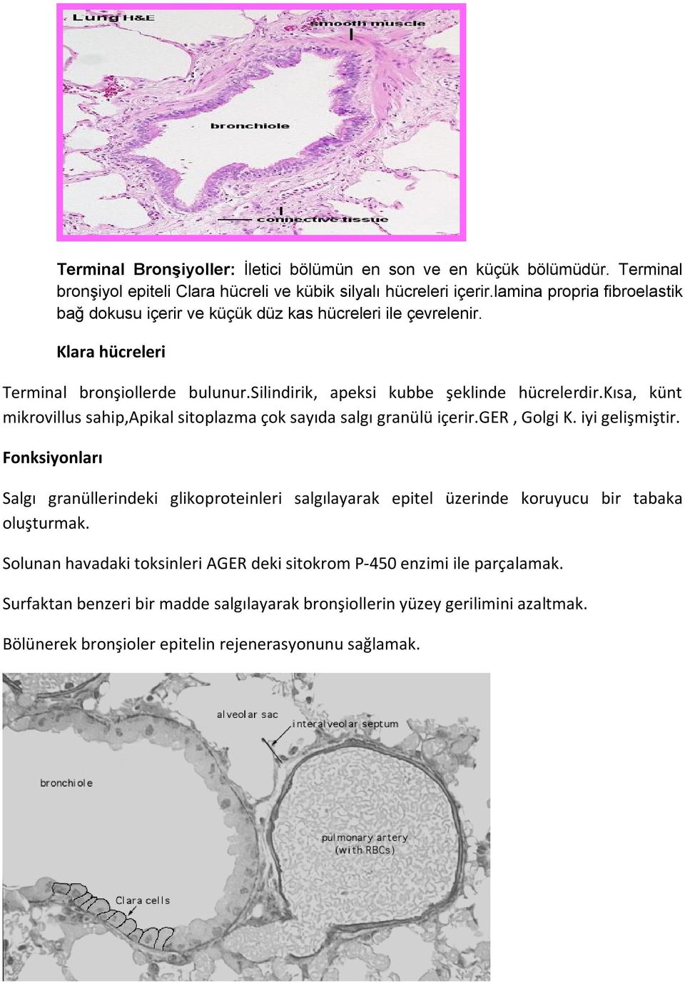 kısa, künt mikrovillus sahip,apikal sitoplazma çok sayıda salgı granülü içerir.ger, Golgi K. iyi gelişmiştir.