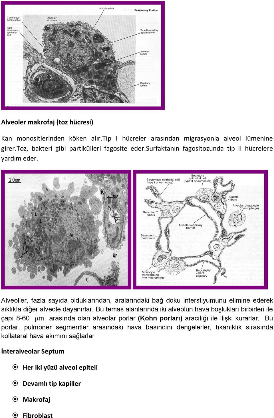 Alveoller, fazla sayıda olduklarından, aralarındaki bağ doku interstiyumunu elimine ederek sıklıkla diğer alveole dayanırlar.