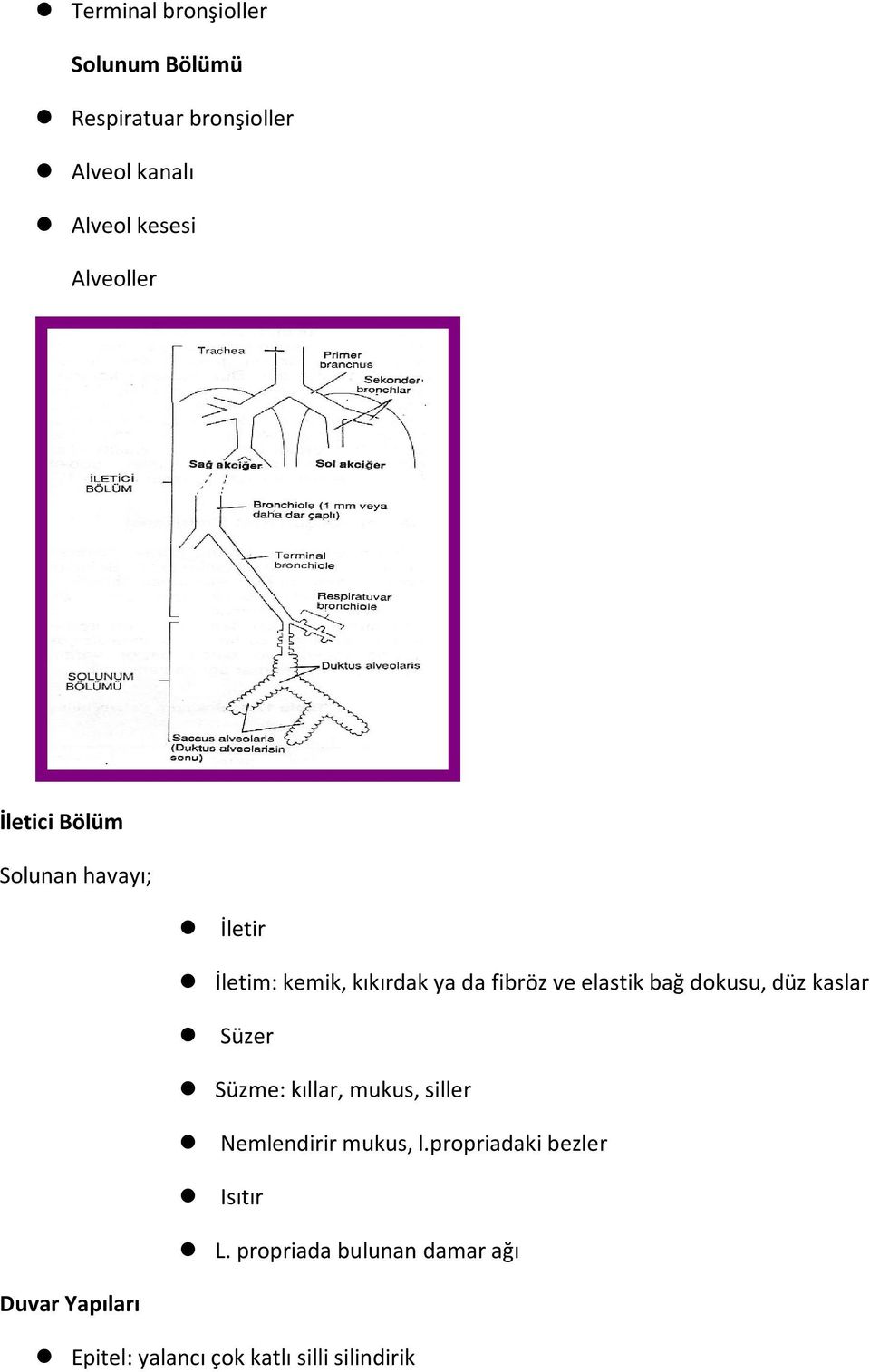 elastik bağ dokusu, düz kaslar Süzer Süzme: kıllar, mukus, siller Nemlendirir mukus, l.