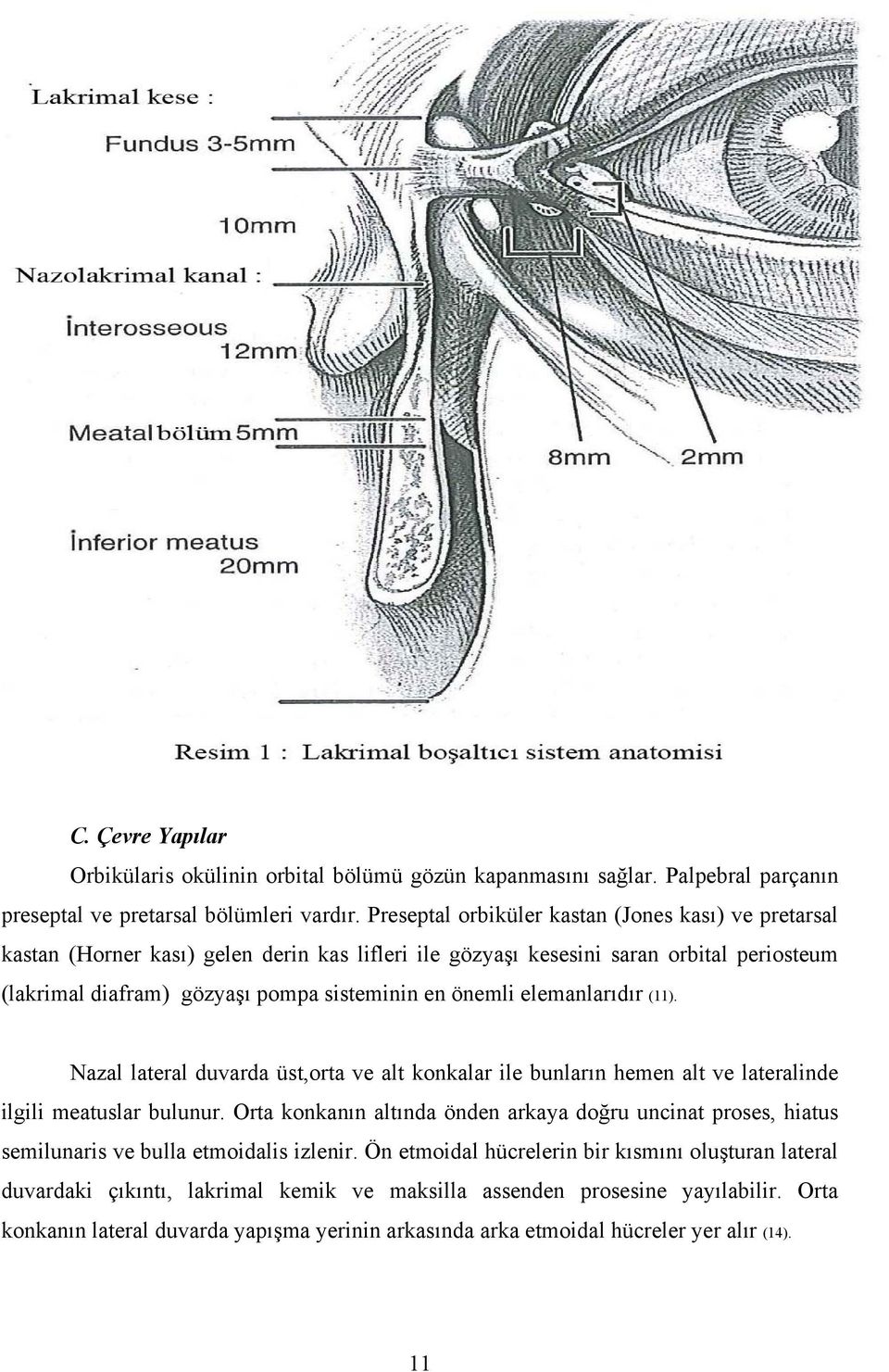 elemanlarıdır (11). Nazal lateral duvarda üst,orta ve alt konkalar ile bunların hemen alt ve lateralinde ilgili meatuslar bulunur.