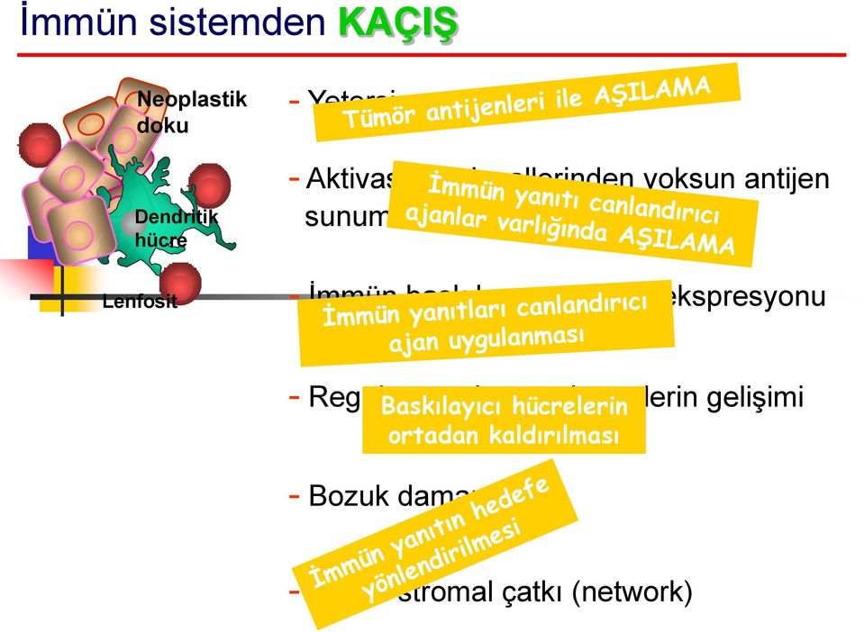 baskılayıcı molekül ekspresyonu - Regülatuvar immün hücrelerin gelişimi