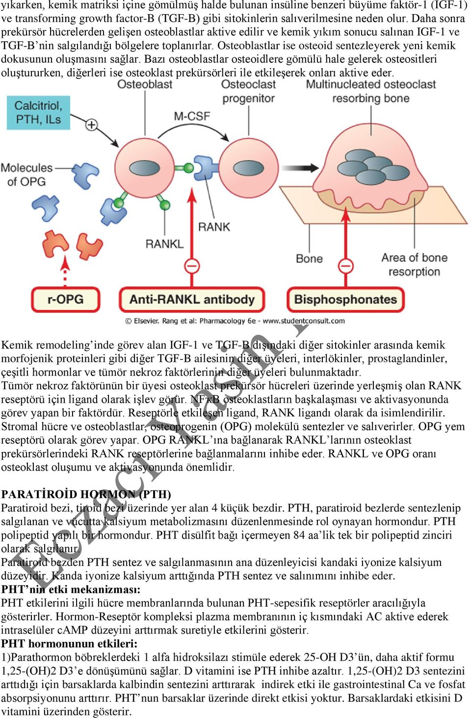 Osteoblastlar ise osteoid sentezleyerek yeni kemik dokusunun oluşmasını sağlar.