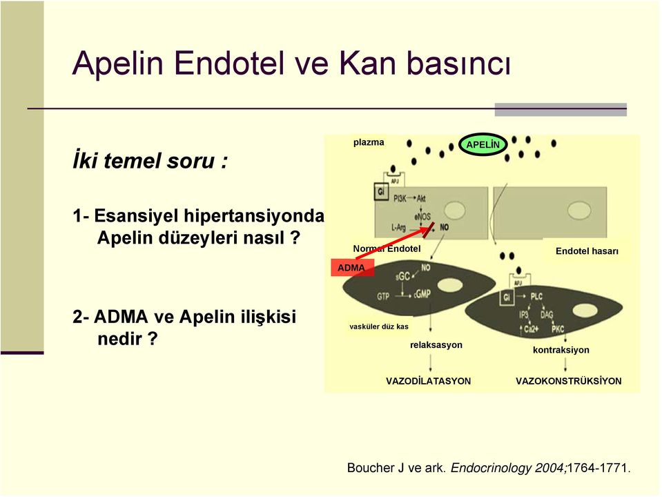 ADMA Normal Endotel Endotel hasarı 2- ADMA ve Apelin ilişkisi nedir?
