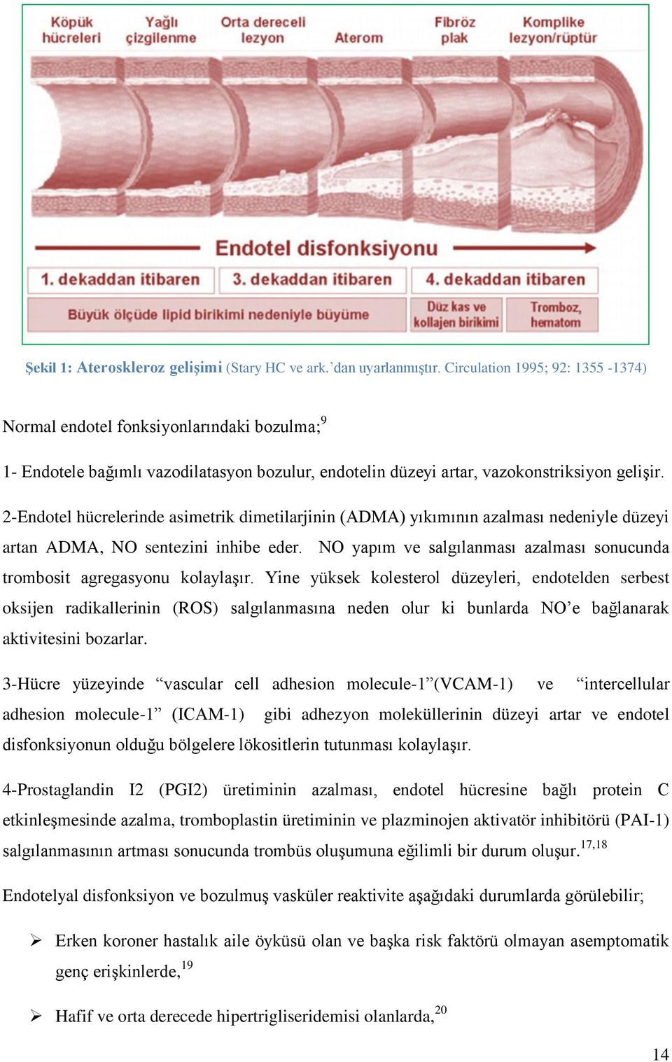 2-Endotel hücrelerinde asimetrik dimetilarjinin (ADMA) yıkımının azalması nedeniyle düzeyi artan ADMA, NO sentezini inhibe eder.