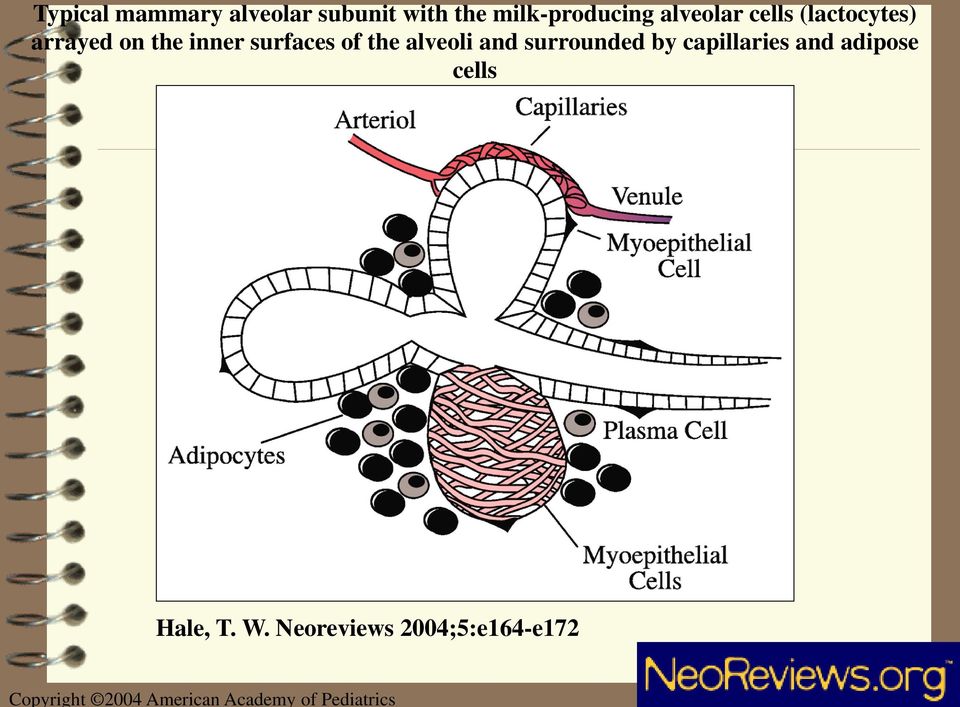 (lactocytes) arrayed on the inner surfaces of the alveoli and