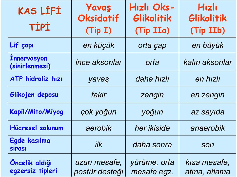 fakir zengin en zengin Kapil/Mito/Miyog çok yoğun yoğun az sayıda Hücresel solunum aerobik her ikiside anaerobik Egde kasılma