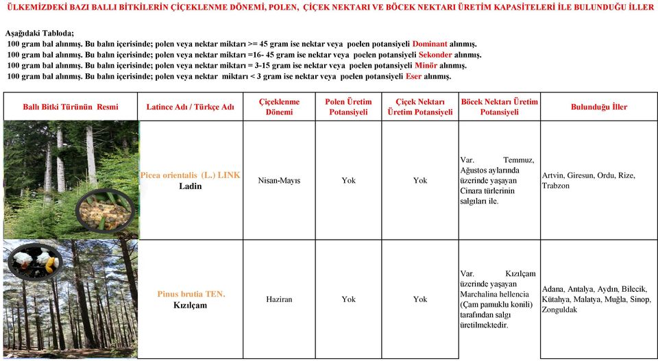 Kızılçam Nisan-Mayıs Haziran Üretim Temmuz, Ağustos aylarında Artvin, Giresun, Ordu, Rize, üzerinde yaşayan Trabzon Cinara