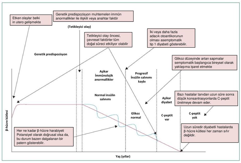 Genetik predispozisyon Aşikar İmmünolojik anormallikler Progresif İnsülin salınımı kaybı Glikoz düzeyinde artan sapmalar semptomatik başlangıca bireysel olarak yaklaşıma işaret etmekte Normal insülin