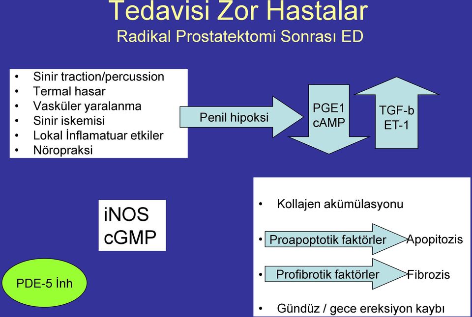 Penil hipoksi PGE1 camp TGF-b ET-1 inos cgmp Kollajen akümülasyonu Proapoptotik