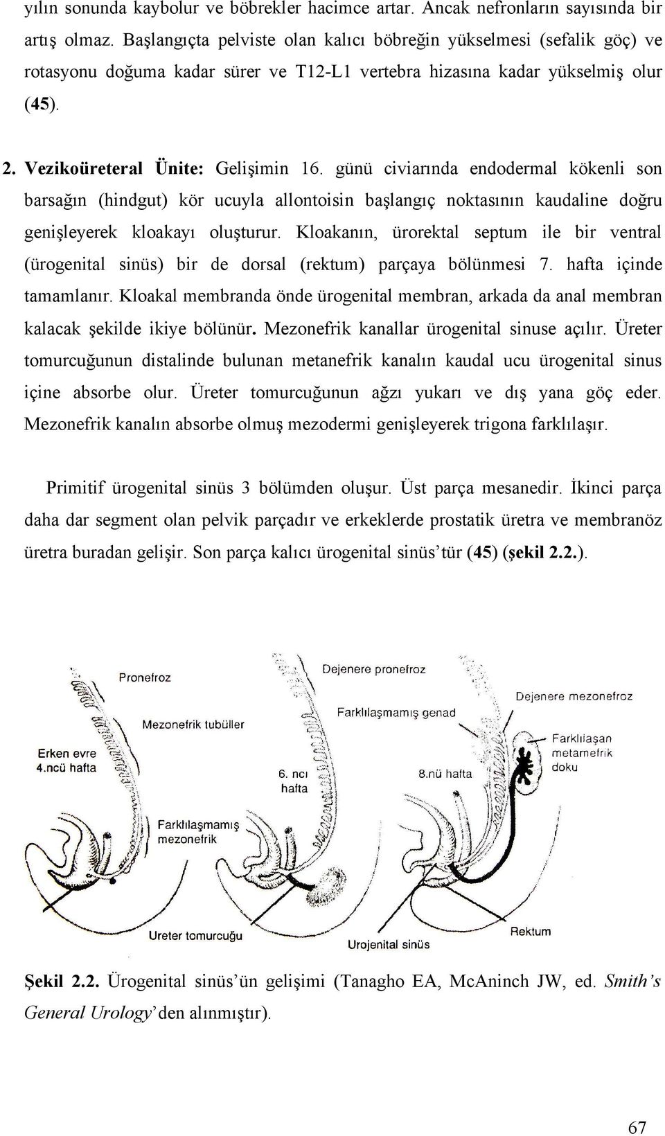 günü civiarında endodermal kökenli son barsağın (hindgut) kör ucuyla allontoisin başlangıç noktasının kaudaline doğru genişleyerek kloakayı oluşturur.