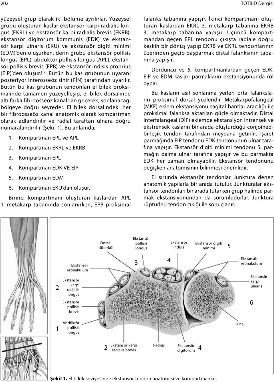 digiti minimi (EDM) den oluşurken, derin grubu ekstansör pollisis longus (EPL), abdüktör pollisis longus (APL), ekstansör pollisis brevis (EPB) ve ekstansör indisis proprius (EİP) den oluşur.