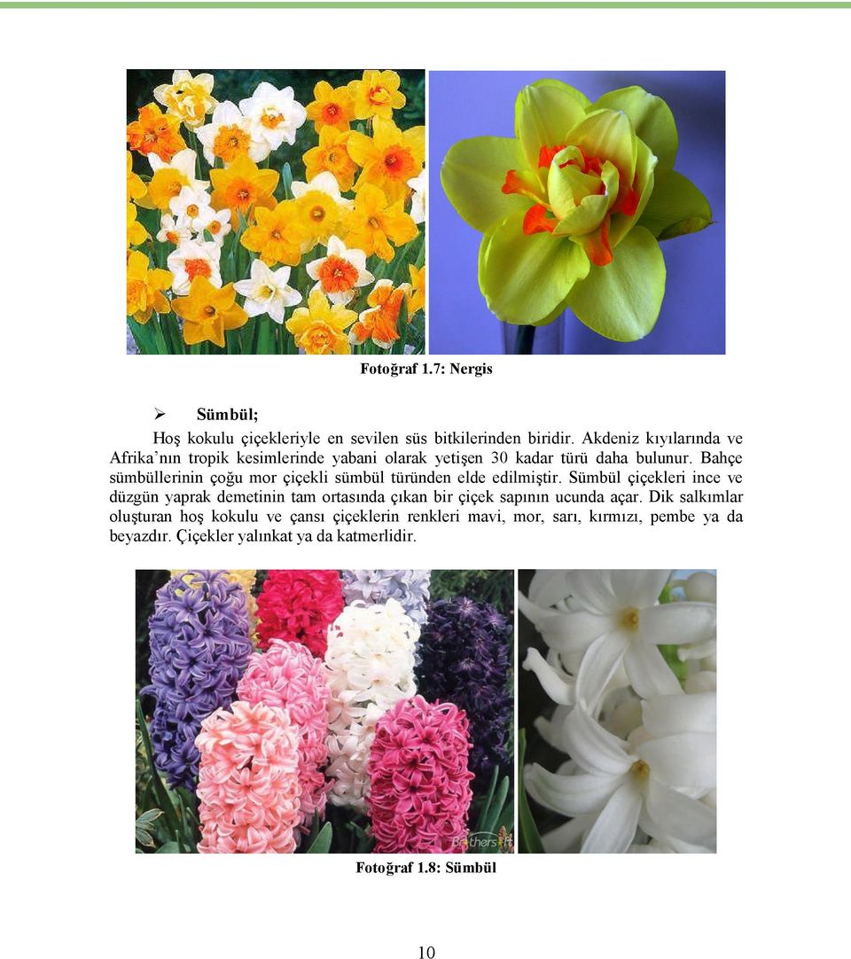 Bahçe sümbüllerinin çoğu mor çiçekli sümbül türünden elde edilmiştir.