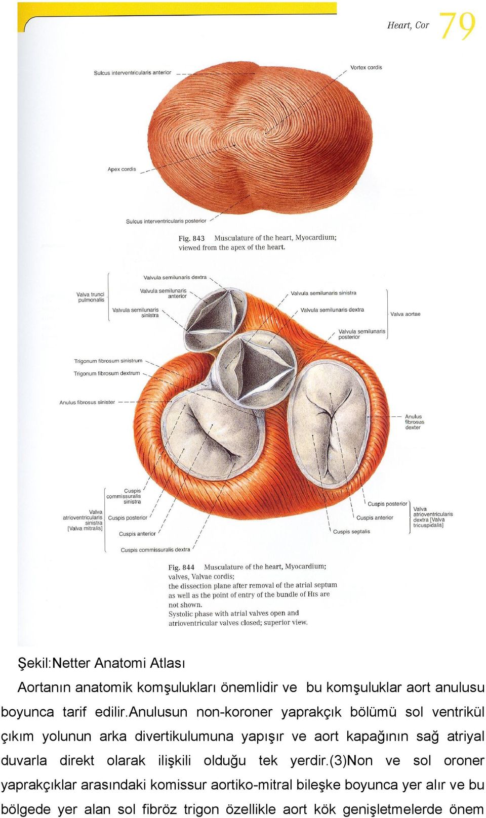anulusun non-koroner yaprakçık bölümü sol ventrikül çıkım yolunun arka divertikulumuna yapışır ve aort kapağının sağ