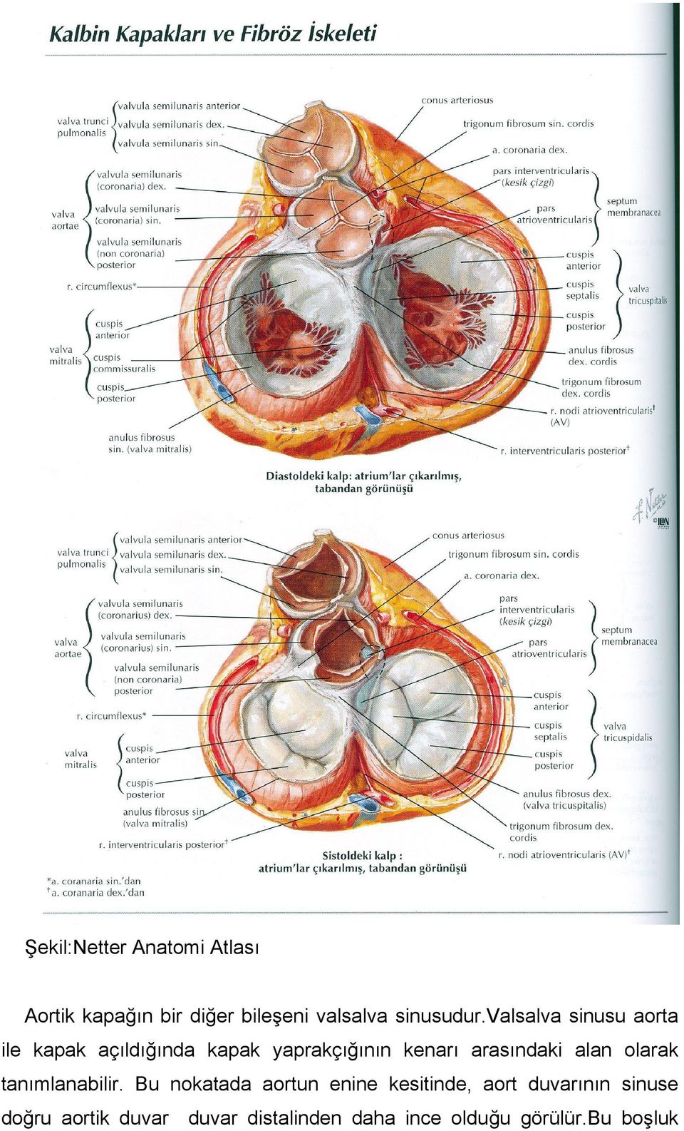 valsalva sinusu aorta ile kapak açıldığında kapak yaprakçığının kenarı