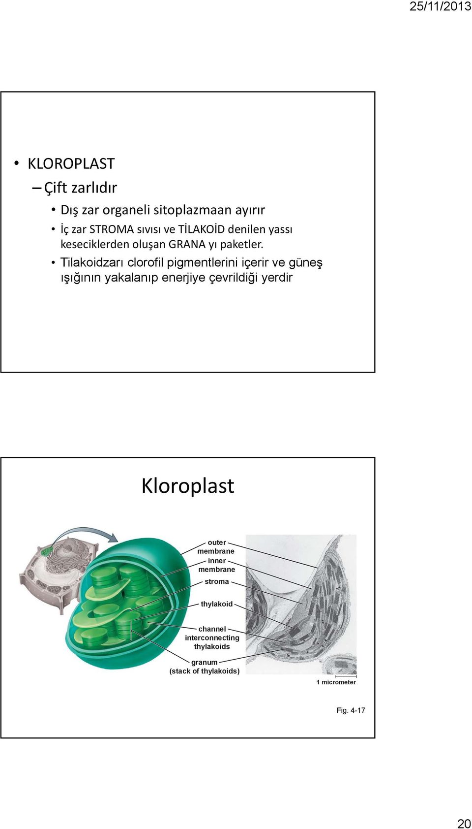 Tilakoidzarı clorofil pigmentlerini içerir ve güneş ışığının yakalanıp enerjiye çevrildiği yerdir