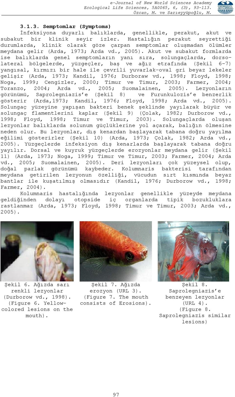 Akut ve subakut formlarda ise balıklarda genel semptomların yanı sıra, solungaçlarda, dorsolateral bölgelerde, yüzgeçler, baģ ve ağız etrafında (ġekil 6 7) yangısal, kırmızı bir hale ile çevrili