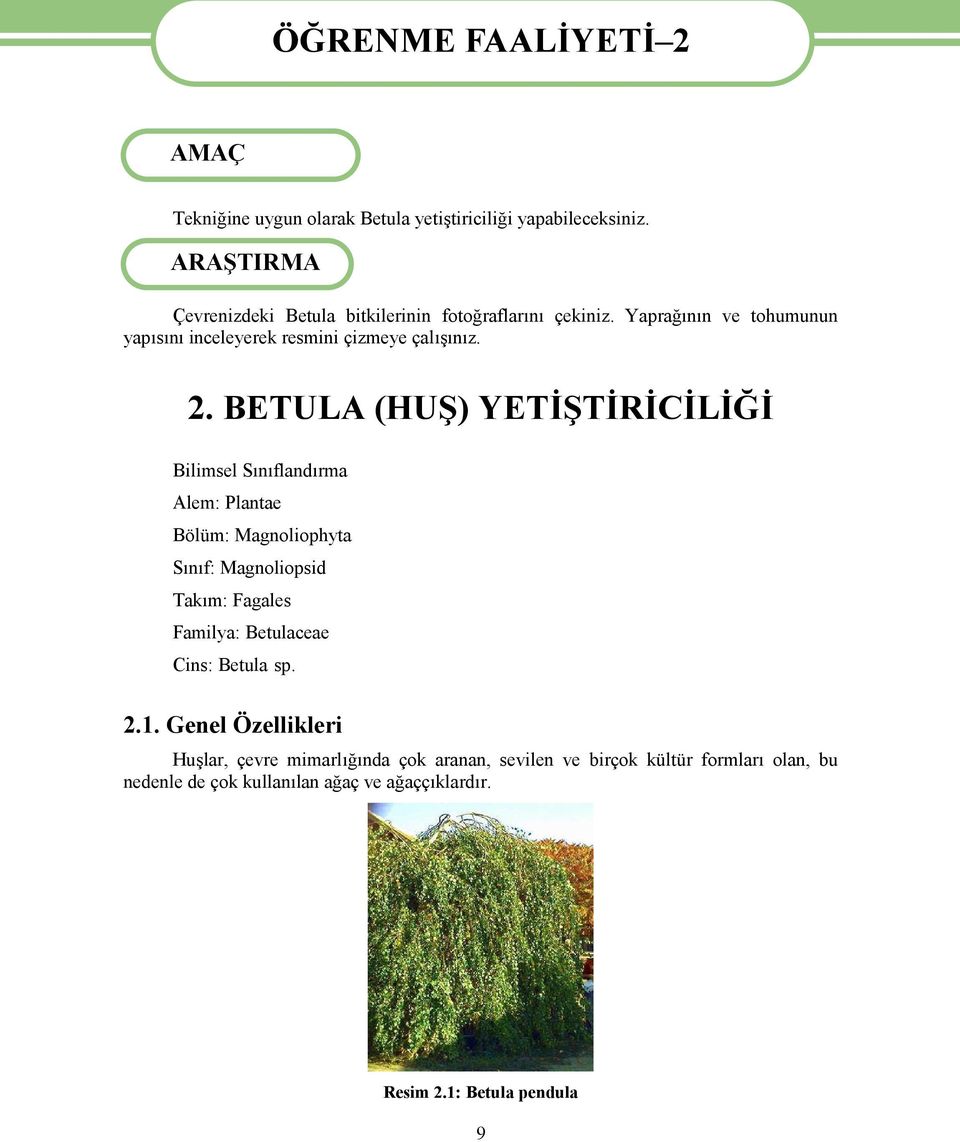 BETULA (HUŞ) YETİŞTİRİCİLİĞİ Bilimsel Sınıflandırma Alem: Plantae Bölüm: Magnoliophyta Sınıf: Magnoliopsid Takım: Fagales Familya: Betulaceae Cins: