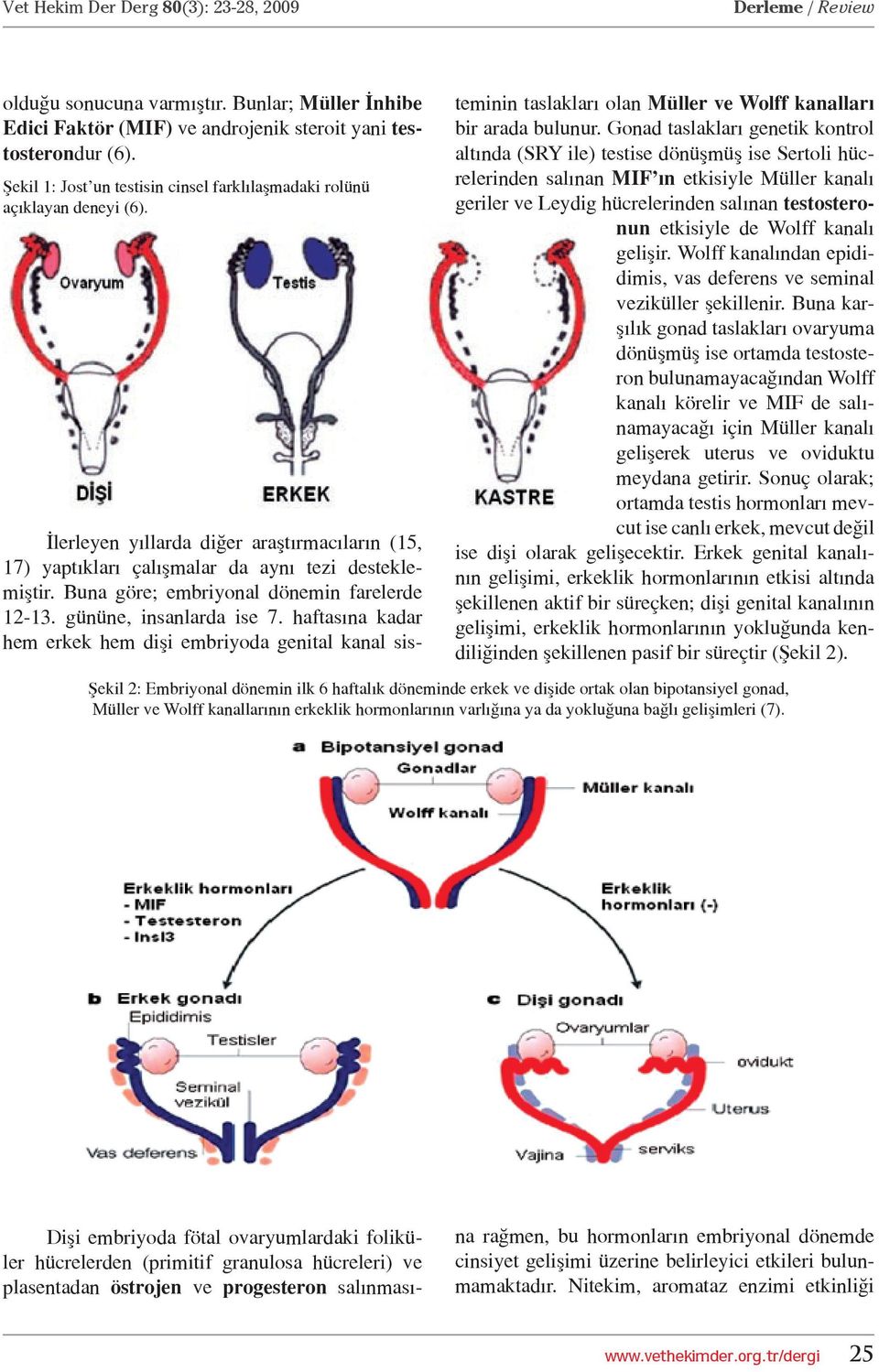 haftasına kadar hem erkek hem dişi embriyoda genital kanal sisteminin taslakları olan Müller ve Wolff kanalları bir arada bulunur.