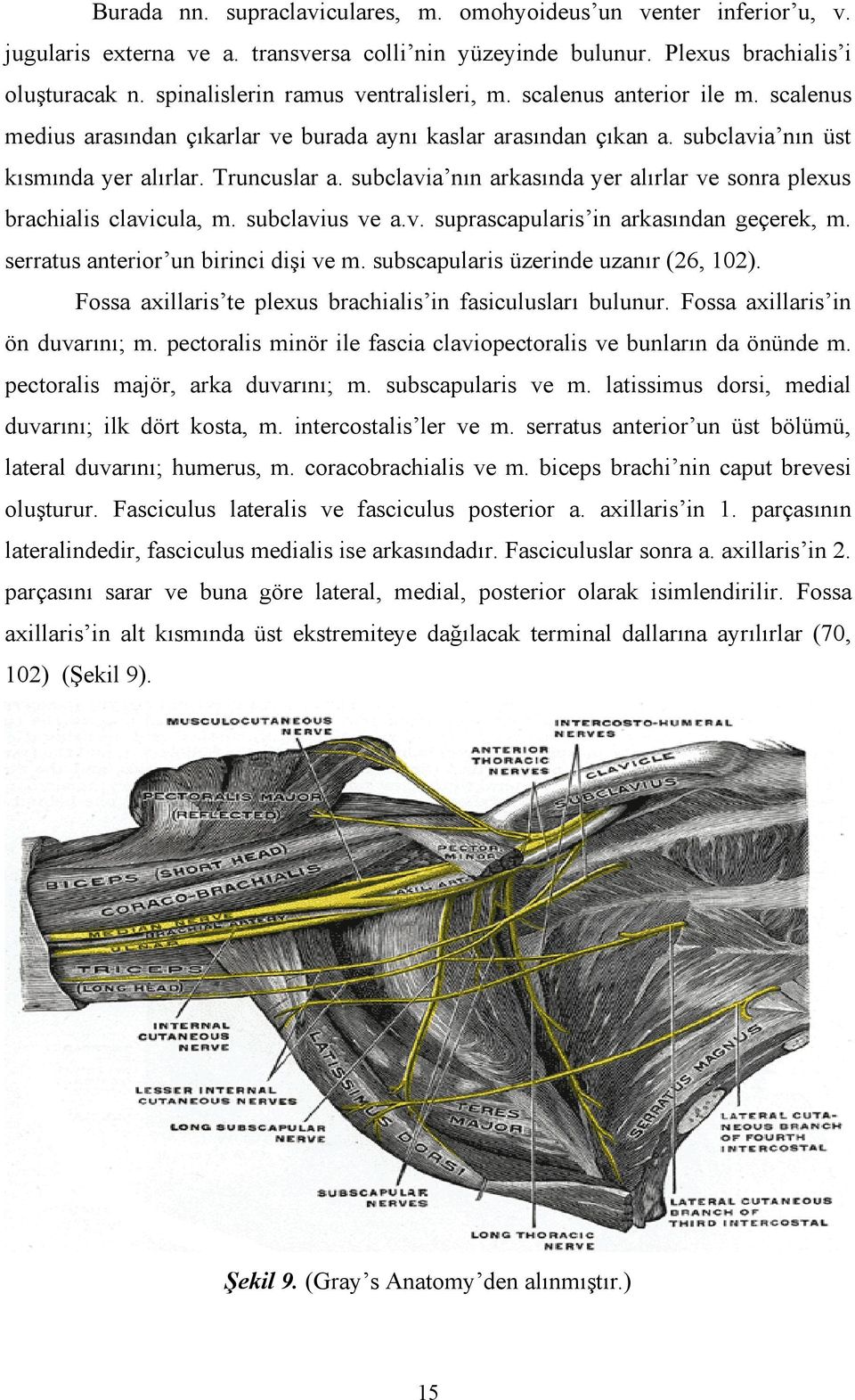 subclavia nın arkasında yer alırlar ve sonra plexus brachialis clavicula, m. subclavius ve a.v. suprascapularis in arkasından geçerek, m. serratus anterior un birinci dişi ve m.