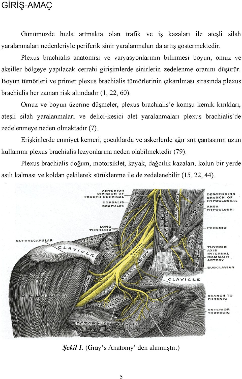 Boyun tümörleri ve primer plexus brachialis tümörlerinin çıkarılması sırasında plexus brachialis her zaman risk altındadır (1, 22, 60).