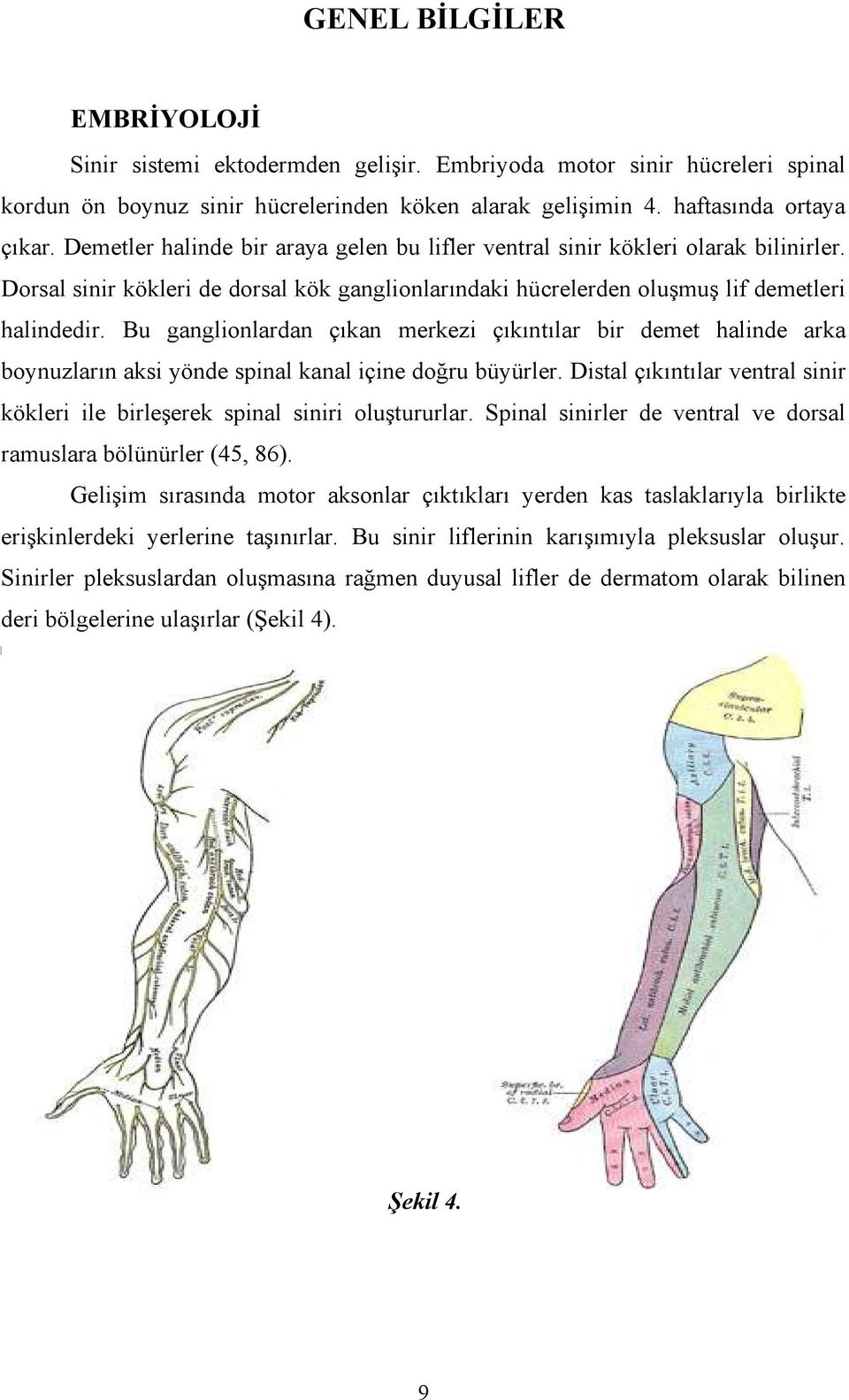 Bu ganglionlardan çıkan merkezi çıkıntılar bir demet halinde arka boynuzların aksi yönde spinal kanal içine doğru büyürler.