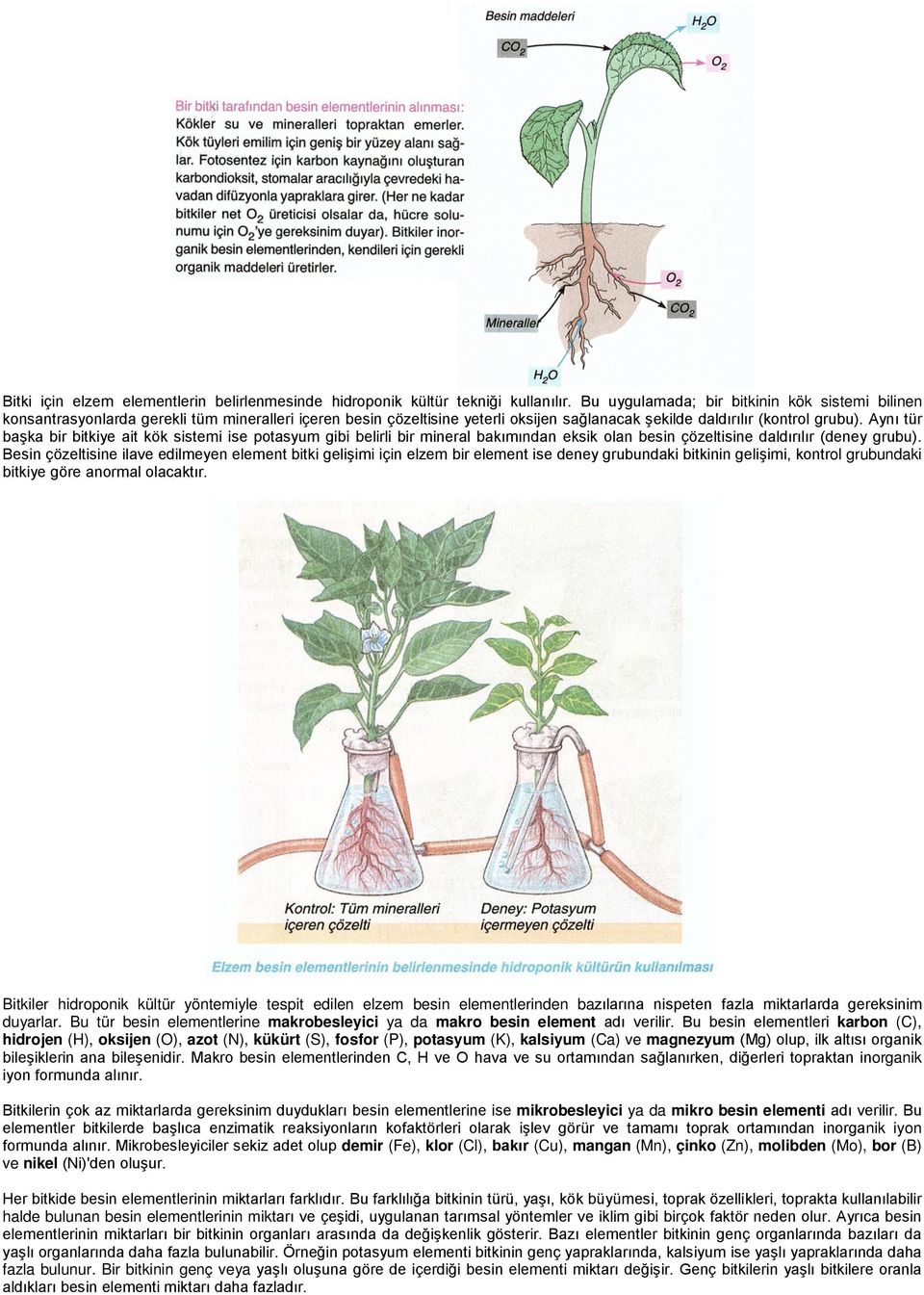 Aynı tür başka bir bitkiye ait kök sistemi ise potasyum gibi belirli bir mineral bakımından eksik olan besin çözeltisine daldırılır (deney grubu).