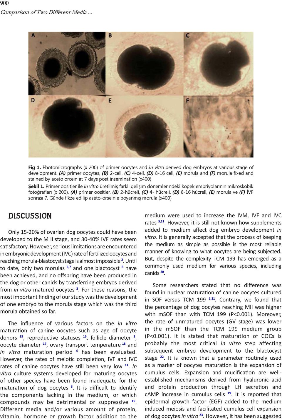 Primer oositler ile in vitro üretilmiş farklı gelişim dönemlerindeki kopek embriyolarının mikroskobik fotoğrafları (x 200).