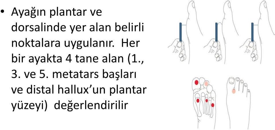 Her bir ayakta 4 tane alan (1., 3. ve 5.