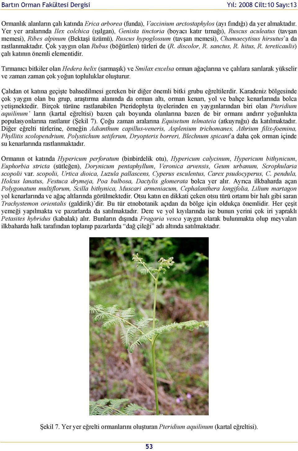 Chamaecytisus hirsutus a da rastlanmaktadır. Çok yaygın olan Rubus (böğürtlen) türleri de (R. discolor, R. sanctus, R. hitus, R. tereticaulis) çalı katının önemli elementidir.