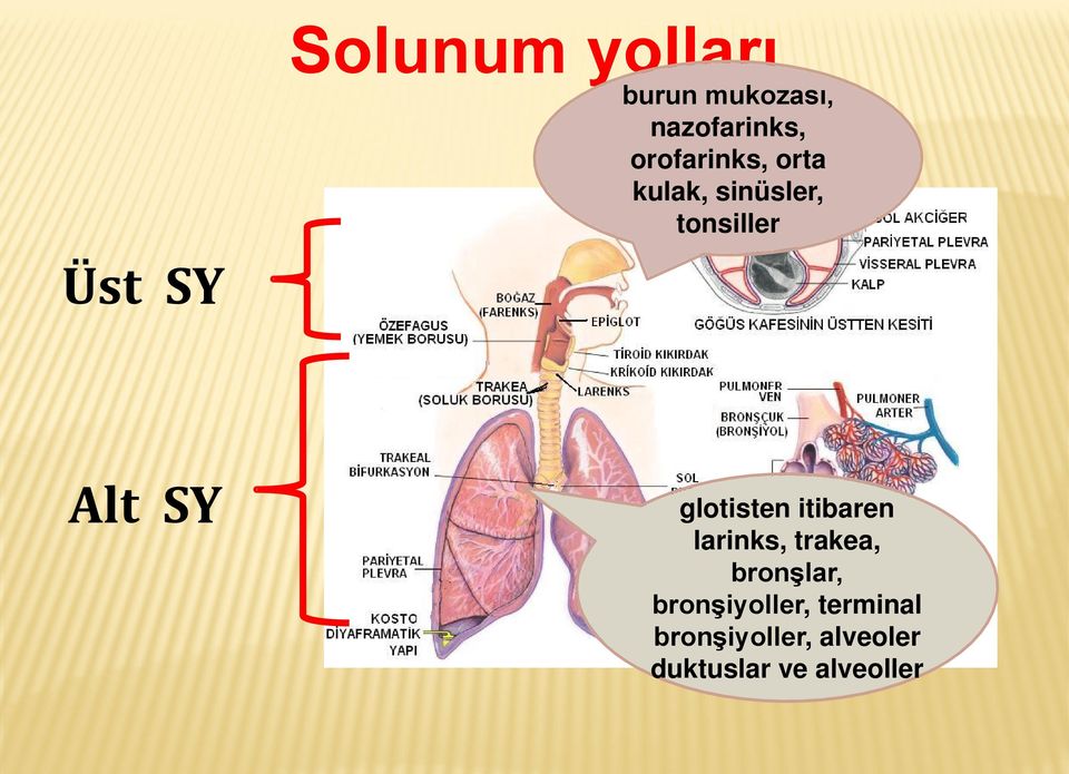 SY glotisten itibaren larinks, trakea, bronşlar,