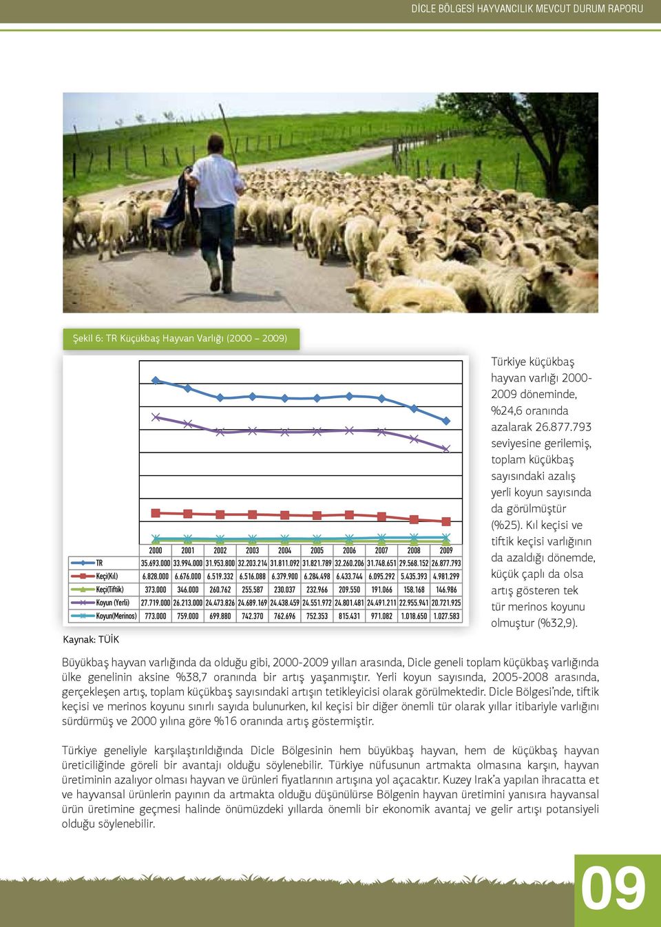 Kıl keçisi ve tiftik keçisi varlığının da azaldığı dönemde, küçük çaplı da olsa artış gösteren tek tür merinos koyunu olmuştur (%32,9).